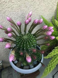 a potted plant with pink flowers and green leaves