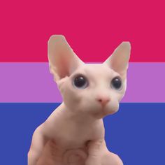 a white cat with blue eyes sitting on top of a pink and purple striped background