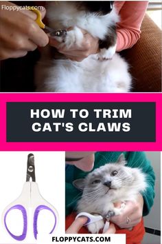 how to trim cat's claws with the help of scissors and clippings