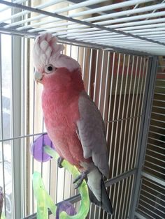 a pink and white parakeet sitting on top of a perch in a cage