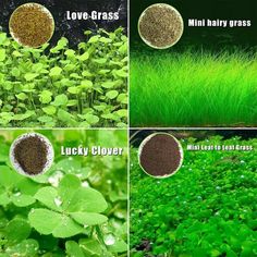 four different types of plants that are growing in the grass