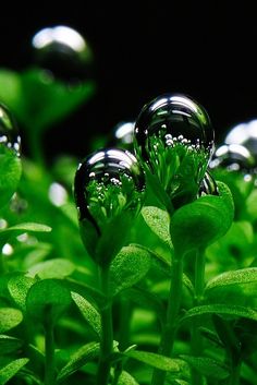 two water droplets sitting on top of green leaves