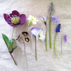 five different types of flowers are arranged on a white surface with green stems and purple ones