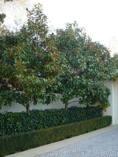 the driveway is lined with hedges and trees