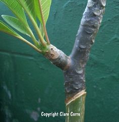 a small tree with green leaves in front of a green wall