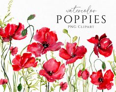 watercolor poppies on white background with text