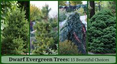 several different types of evergreen trees are shown