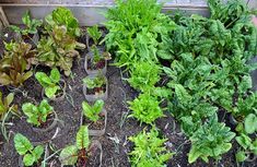 many different types of plants are growing in the garden area, including lettuce and spinach