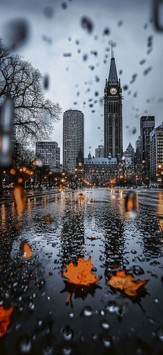 rain drops on the ground and leaves in front of a cityscape with tall buildings