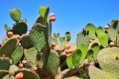 many green cactus plants with small pink flowers on the top and bottom, against a blue sky background