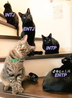 Infj X Analysts, Analysts X Infj, Mbti Cats, Infj Cat, Infj Meme