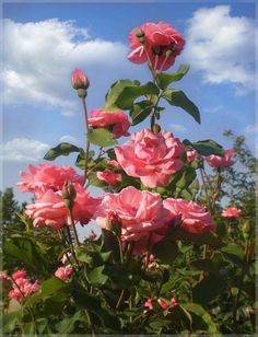 pink roses are blooming in the garden on a sunny day with blue sky and clouds