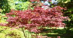 a small red tree in the middle of a park