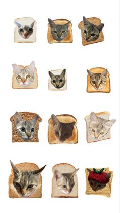 several cats that are sitting on toasted pieces of bread, each with different faces