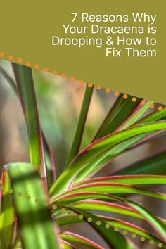 a close up of a plant with the text 7 reason why your dracaena is dropping & how to fix them