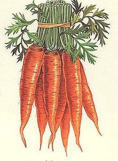 a bunch of carrots with green tops and leaves on the top are shown in color