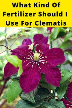 a purple flower with the words what kind of fertilizer should i use for clematis?