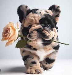 a puppy holding a rose in its mouth