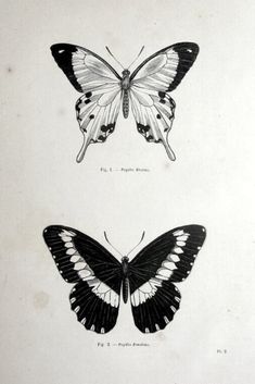 two black and white butterflies are shown in this drawing