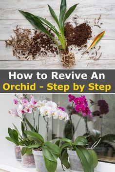 how to remove an orchid - step by step guide for beginners and expert gardeners