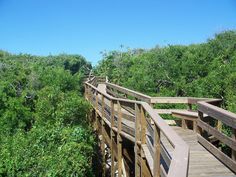 a wooden bridge over a lush green forest