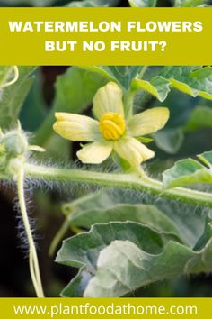 a yellow flower with the words watermelon flowers but no fruit?