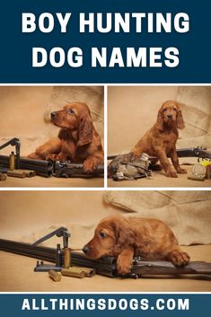 We know they are many hunting dog breeds and sizes, from smaller breeds, such as English Cocker Spaniels, to bigger breeds, like American Foxhounds. Check out our list of boy hunting dog names that reflect your pup's power and skilled retrieval abilities.  #huntingdognames #boyhuntingdognames #dognames Cocker Spaniel Names, Boys Hunting Room, Girl Hunting Quotes, Deer Hunting Tattoos, Deer Hunting Stands, Hunting Cabin Decor, Hunting Stands, Hunting Dogs Breeds