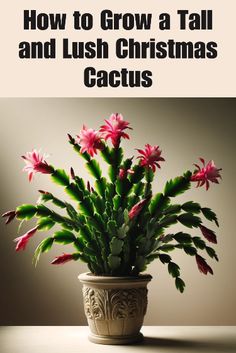 a potted plant sitting on top of a table with the words how to grow a tall and lush christmas cactus