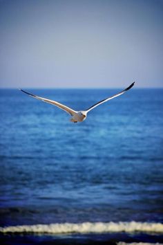 a seagull flying over the ocean with its wings spread in front of it