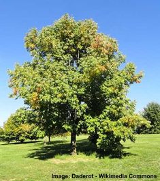 an image of a tree in the middle of a field with blue sky behind it