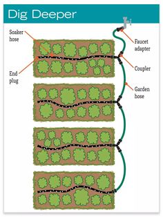 a diagram showing the different types of plants in a garden