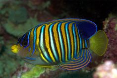 a blue and yellow striped fish swimming in the ocean