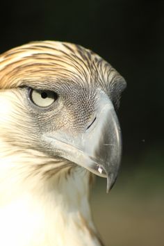 a close up view of the head and shoulders of an eagle