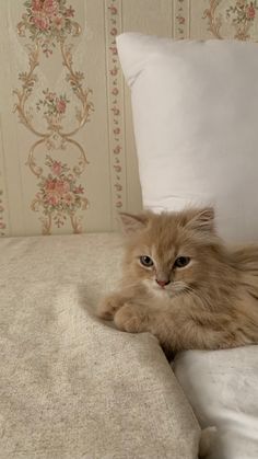 a fluffy cat laying on top of a bed next to pillows