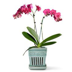 pink flowers are in a blue vase on a white background with green stems and leaves