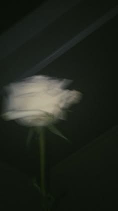 a single white flower is in the dark