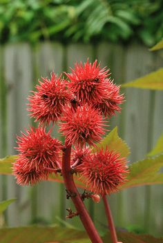 a close up of a plant with red flowers