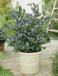 a potted plant with blue berries in it on a brick walkway next to shrubbery