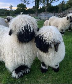 three black and white sheep standing in the grass