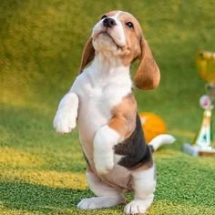 a small dog standing on its hind legs in front of a trophy and another cup