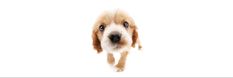 a brown and white dog with blue eyes looking up at the camera on a white background