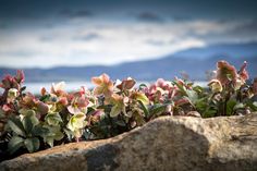 some pink and white flowers are growing out of the rocks