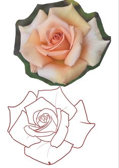 a drawing of a pink rose on a white background