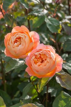 two peach colored roses blooming in the garden