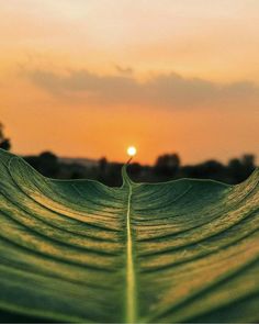 the sun is setting behind a leaf that has been split in half to form a wave