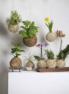 some plants are hanging from the ceiling and on top of a shelf with other decorations