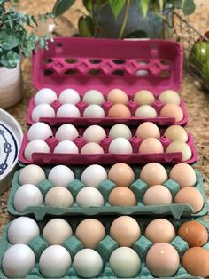 several eggs in trays sitting on a counter next to a potted green plant