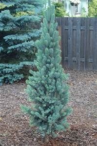 a small blue pine tree in the middle of a yard with mulch on the ground