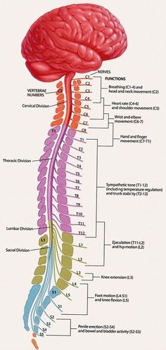 Spinal Cord Diagram, Sistem Saraf, Nursing Tips, Diagram Design, Draw Picture, Anatomy Physiology, Nurse Stuff, Nursing Study