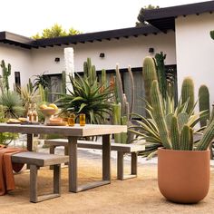 an outdoor dining area with cactus and succulents on the table, next to a large potted plant